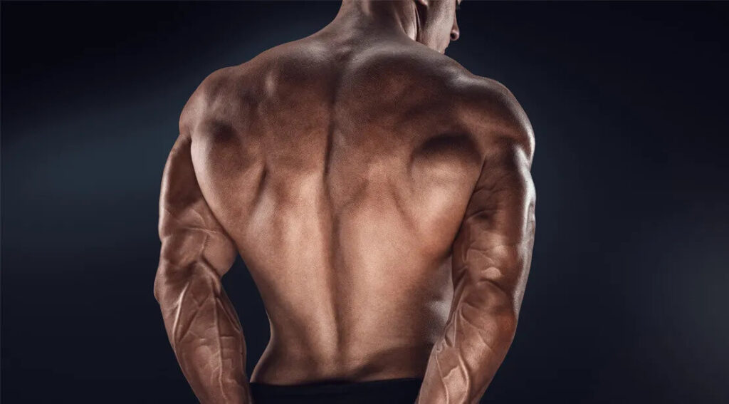 Back muscles after an intense workout captured by 100 Spartans